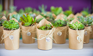 quà tặng cây xanh